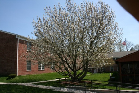 Chestnut Court Apartments